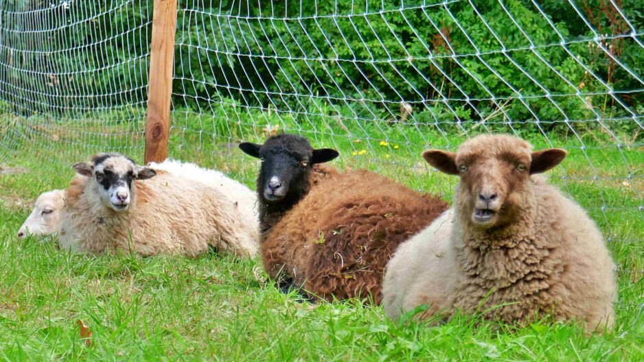 Aus dem Tagebuch des NASHI-Baums (hinten rechts auf der Wiese)